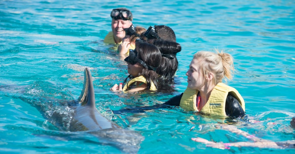 Picture of: Exclusive Dolphin Swim VIP Experience – CZM Shore Excursions