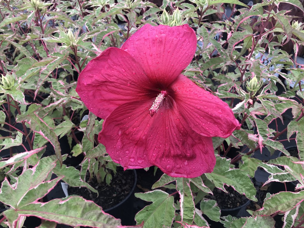 Picture of: HIBISCUS moscheutos ‘Summer Carnival’ PP – North Coast Perennials
