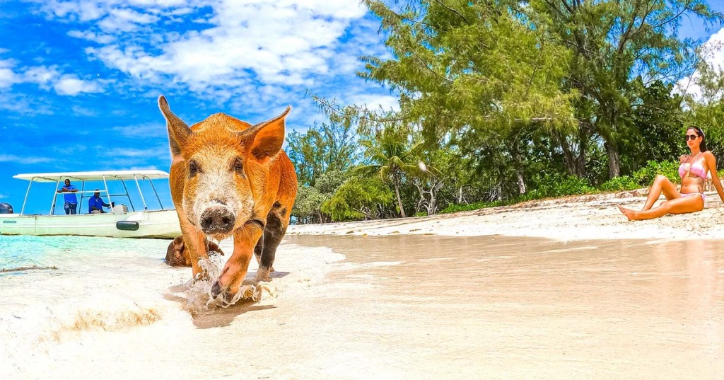 Picture of: Swimming Pigs & Pearl Island Beach with Lunch – NAS Shore