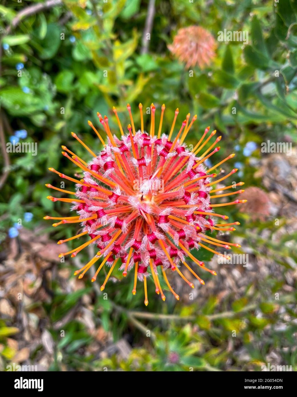 Picture of: Die Pincushion-Blume, Leucospermum Carnival Red, wächst im